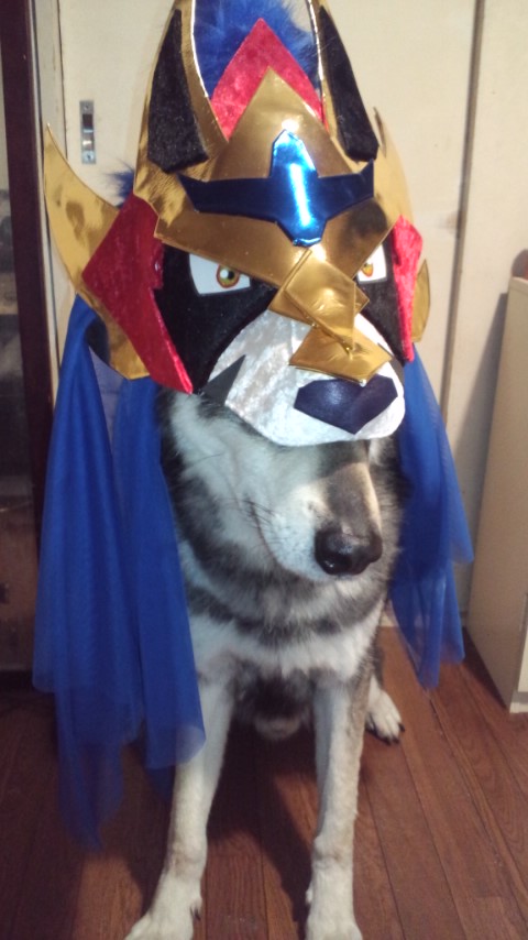 アルフレッド 知り合いが愛犬とお揃いのお様服をやたら自慢するので ウチなんて手作りよん てこれ返したら沈黙した 笑 狼犬のヘリオス 狼犬 犬のいる暮らし 愛犬 わんこ 犬好きさんと繋がりたい 大型犬 わんこ好き Pokemon Dog