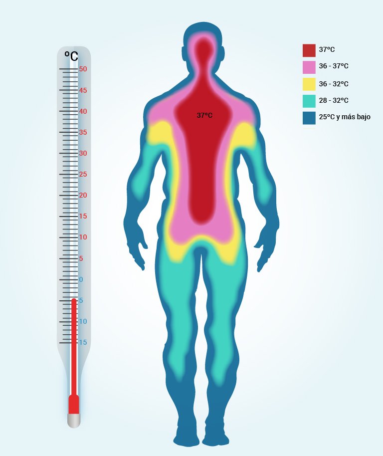 Восприятие температуры человеком. Температура. Измерение температуры тела человека. Температурный человек. Температурящий человек.