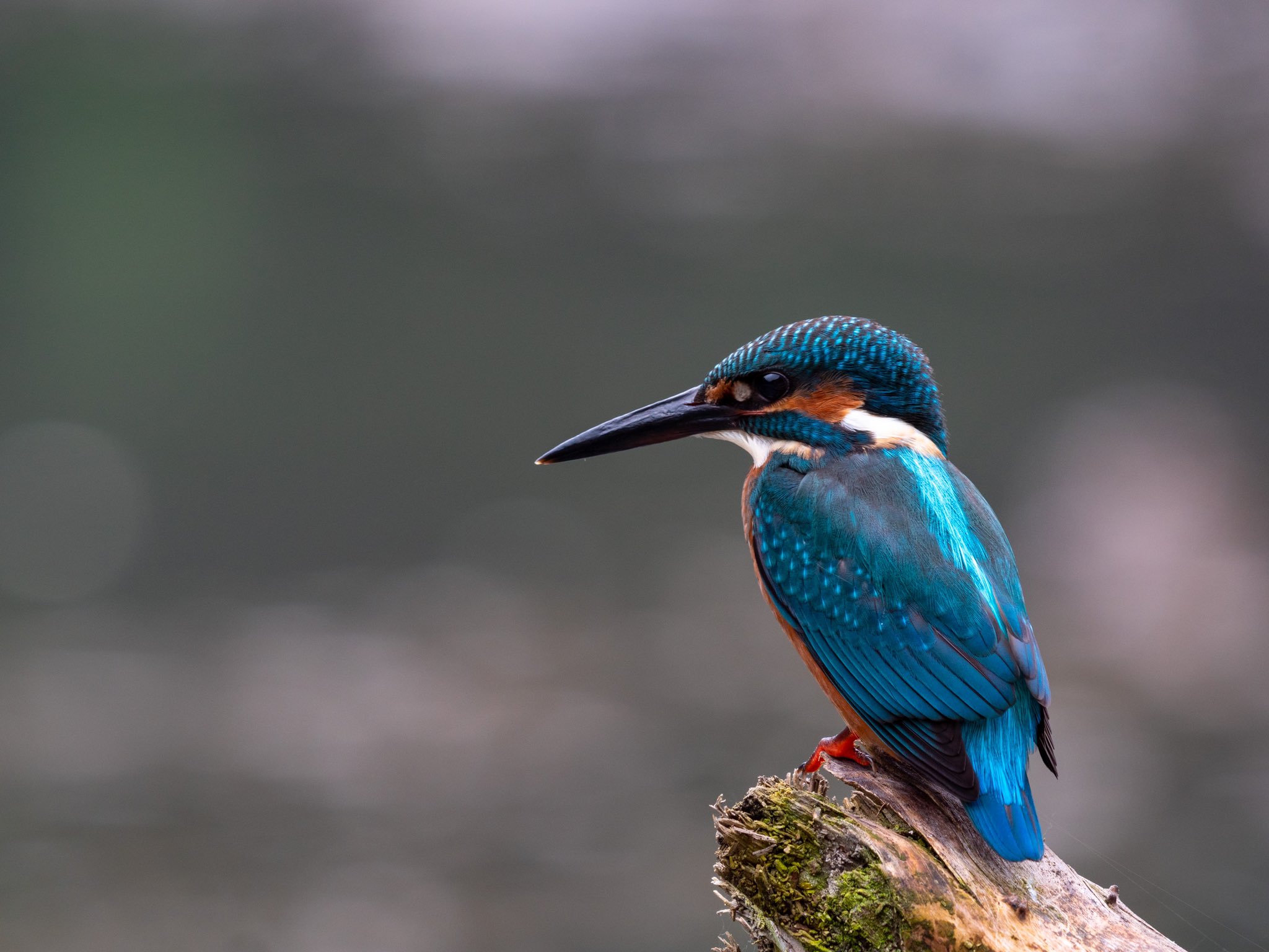Ogouchibanbancompany 今日はカワセミ 翡翠 の撮影に成功 青流の宝石と呼ばれるほどに 美しい野鳥です その羽の色は光の加減で例えられないほど様々な色に見えるんです 奥多摩 小河内 T Co 4eeytjfyqr Twitter