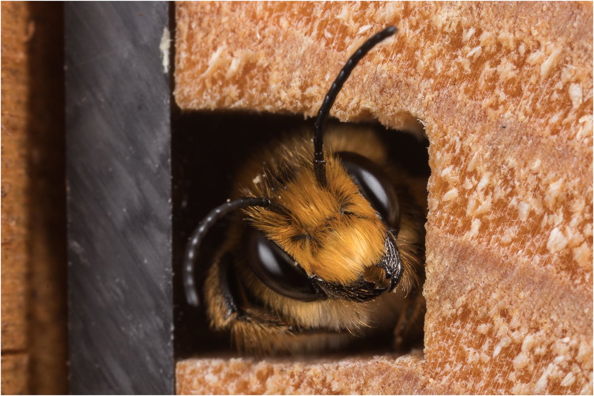 #SolitaryBeeWeek There seems to have been a second emergence of Wood Carving Leafcutter bees in the garden this week! #bees