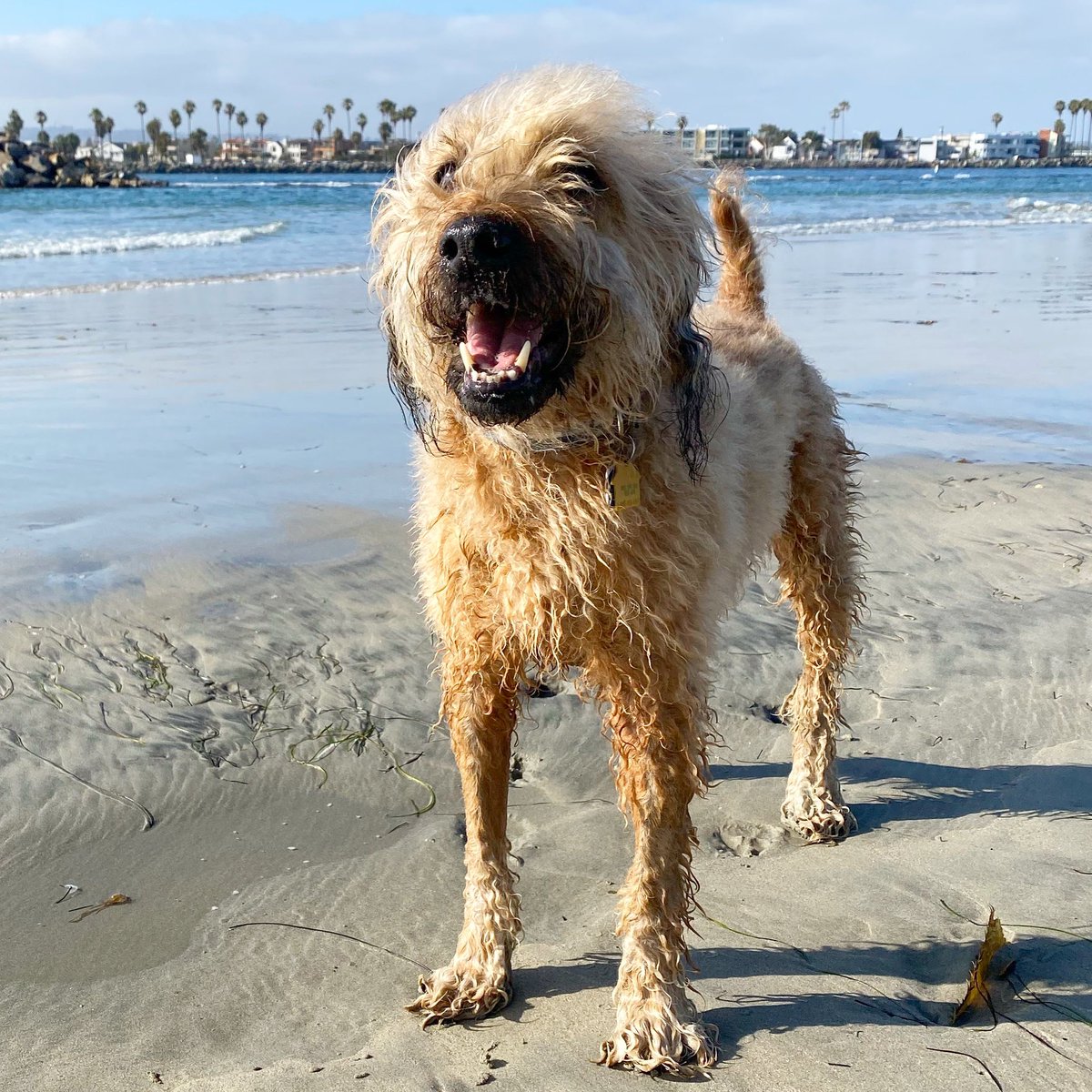 goodboyremi's tweet photo. Remi had his 8 week post chemo check up today. His xrays came back CLEAR!! No signs of metastasis! 🎉 https://t.co/cFLwFypJ6q