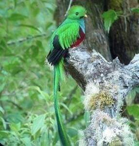 Hydra_Anons's tweet photo. Que bendición tener un hermoso ave, nada más maravilloso que el ave nacional de Guatemala. https://t.co/2NNGnfNbHF