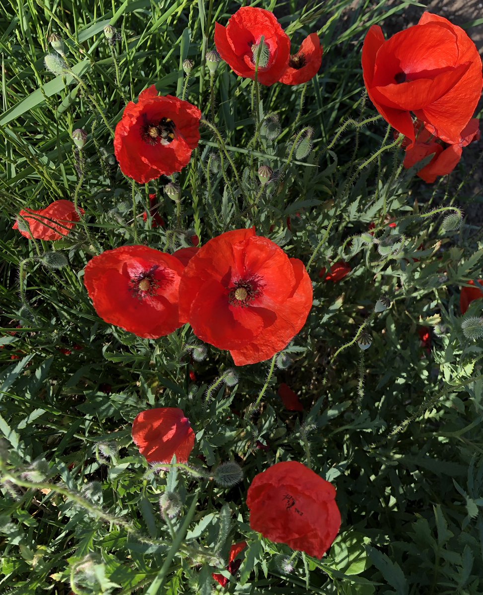 Renate Kleine Guten Morgen Wunsche Allen Einen Schonen Sommertag Quartett Von Sommerblumen