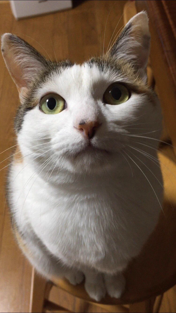 @NACHA305 @kumanuk FF外から失礼します。
にゃんこほいほい
　　　↓
家猫6年目
うちもやってました。 