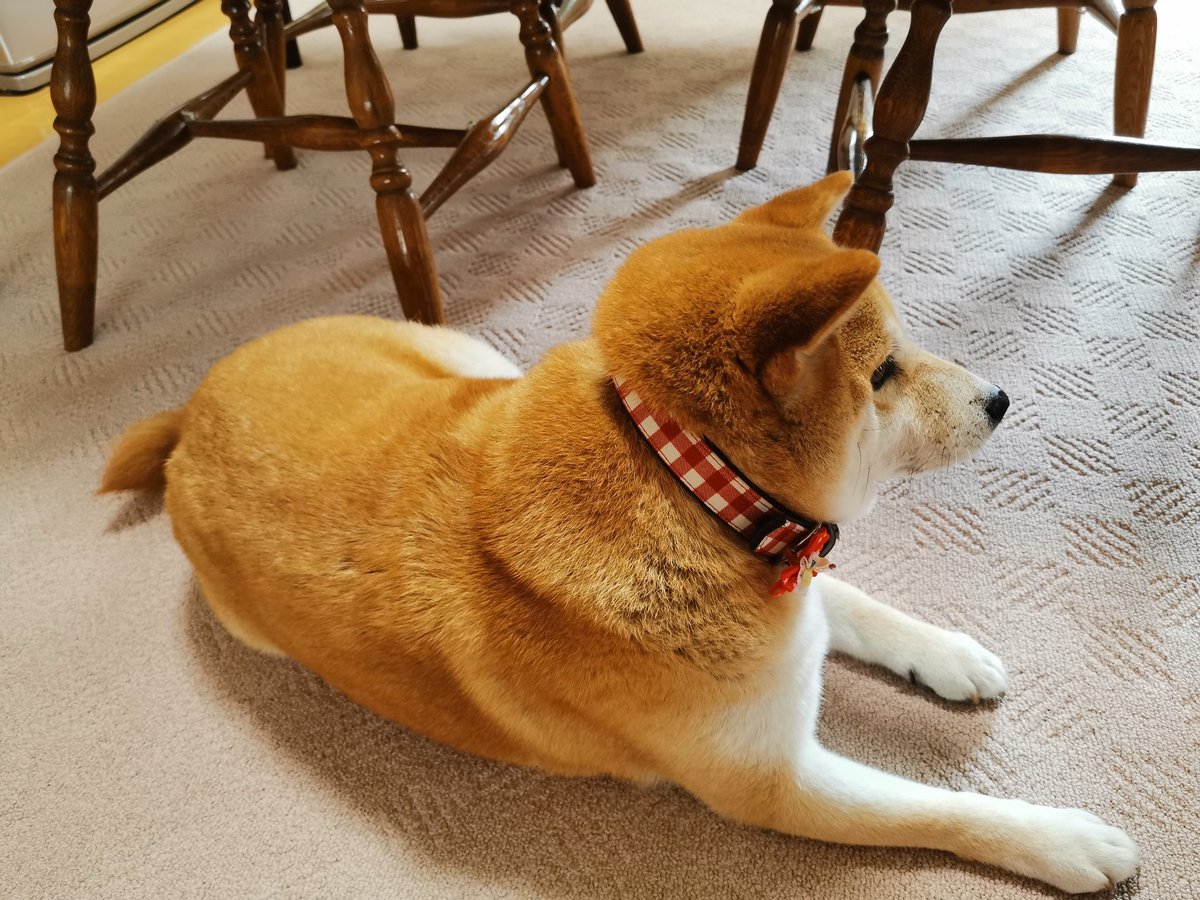 きあぶい うちのドッグがデブ柴になってしまった 動物のデブは大変かわいいけどもうそれなりにいい年だし健康に気を付けてやらねば