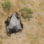 「ボツワナ」像が大量死その数なんと400!