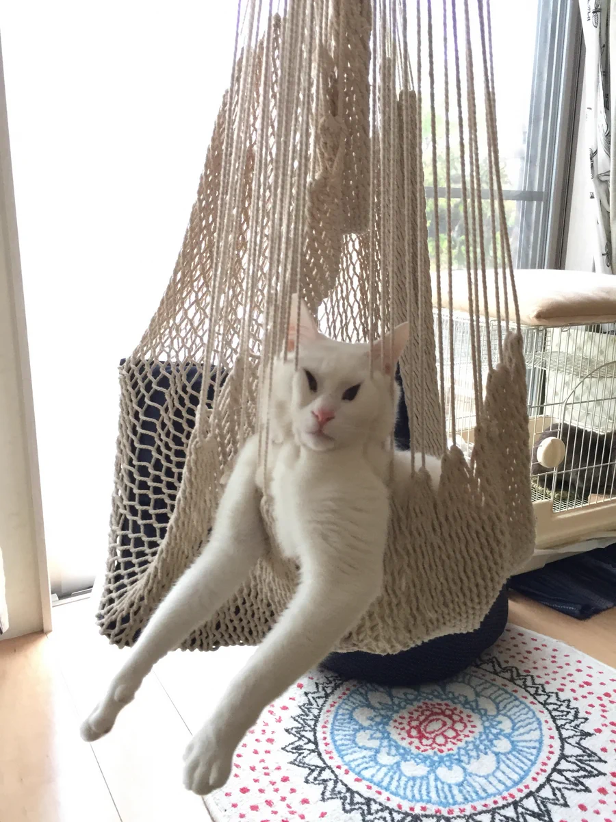 それリラックスしてる？？猫のハンモックの使い方が息苦しそうｗｗ