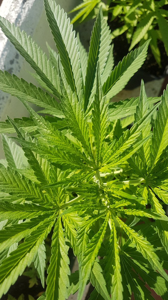 10thirdC's tweet photo. IntKannabia: RT @actuacannabis: Muy verdes y sanas nuestra reserva #CBD de @KannabiaSeeds secretos sustrato de calidad + EC~Ph controlados para soportar los casi 40°C en #Andalucia durante el #Verano 🌄💚😅 en fotos #BCNDiesel 🧡 #MataroBlue 💙 #KamaK… https://t.co/YkM29KsBd6