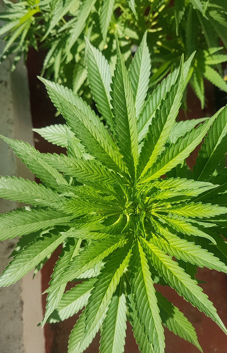 10thirdC's tweet photo. IntKannabia: RT @actuacannabis: Muy verdes y sanas nuestra reserva #CBD de @KannabiaSeeds secretos sustrato de calidad + EC~Ph controlados para soportar los casi 40°C en #Andalucia durante el #Verano 🌄💚😅 en fotos #BCNDiesel 🧡 #MataroBlue 💙 #KamaK… https://t.co/YkM29KsBd6