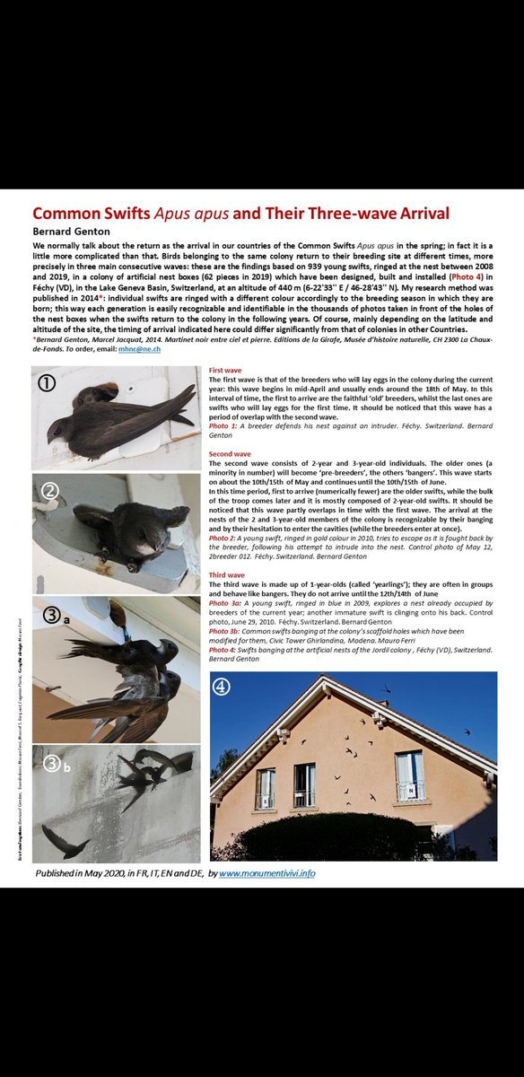 swiftsweek's tweet photo. Did you know Swifts can still arrive from their migration up until July!? Very short turn around for these younger birds. For dates below add 2 weeks to UK arrivals..#SwiftAwarenessWeek https://t.co/OOzvp7kB95