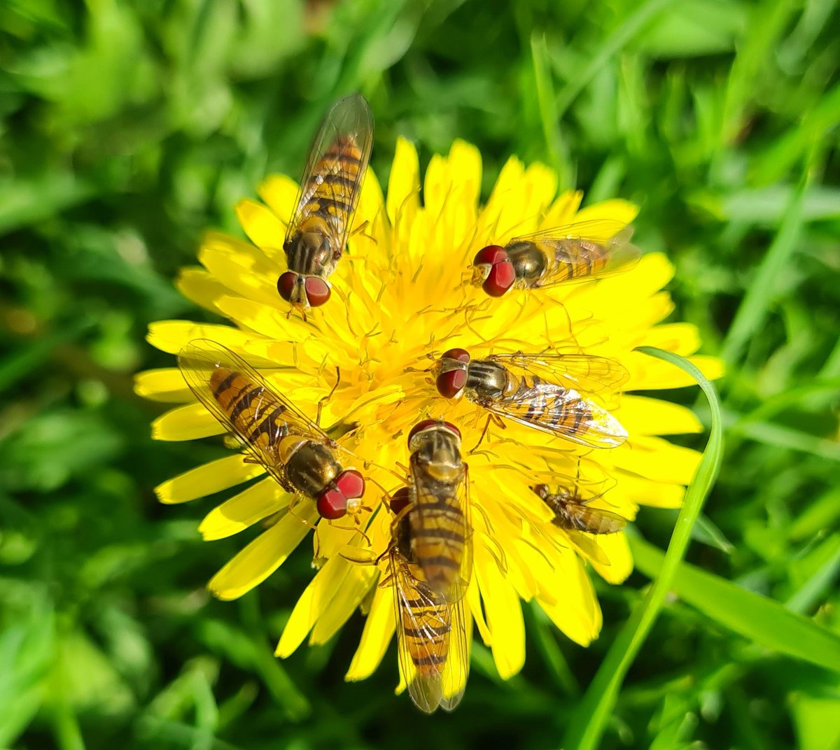 Charmingly named the "Marmalade Hoverfly" or
Episyrphus Balteatus, this beautiful little insect is invaluable to gardeners; feeding on nectar and pollunating flowers, as well as it's larvae's main food source being aphids! #nature #wildlife