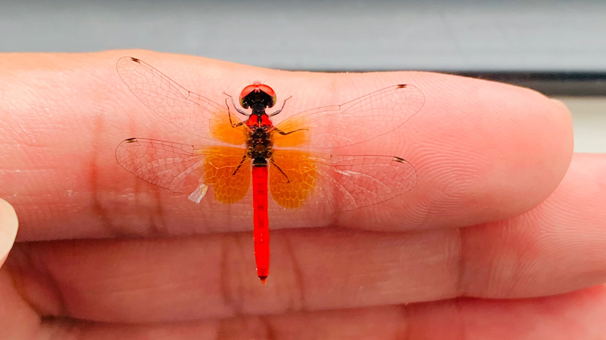 𝑇𝐴𝐾𝐸𝑂 世界一小さいと言われているトンボが 日本に生息しています ハッチョウトンボ T Co Agk8cmkf6k Twitter