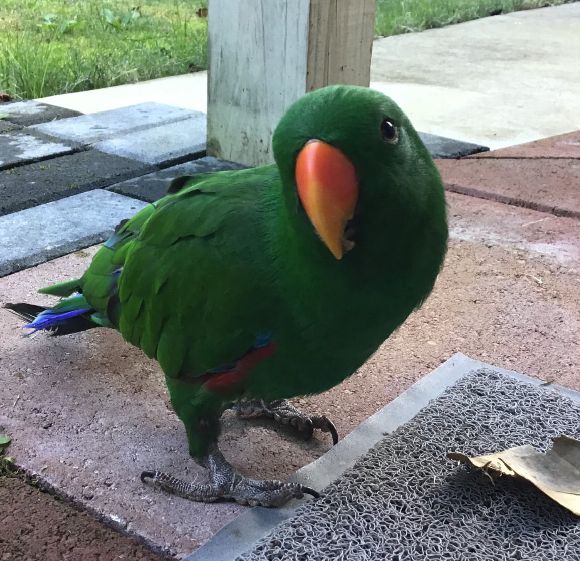 skysicute's tweet photo. I got green ;) 🦜 https://t.co/gPPNt8Wo1I