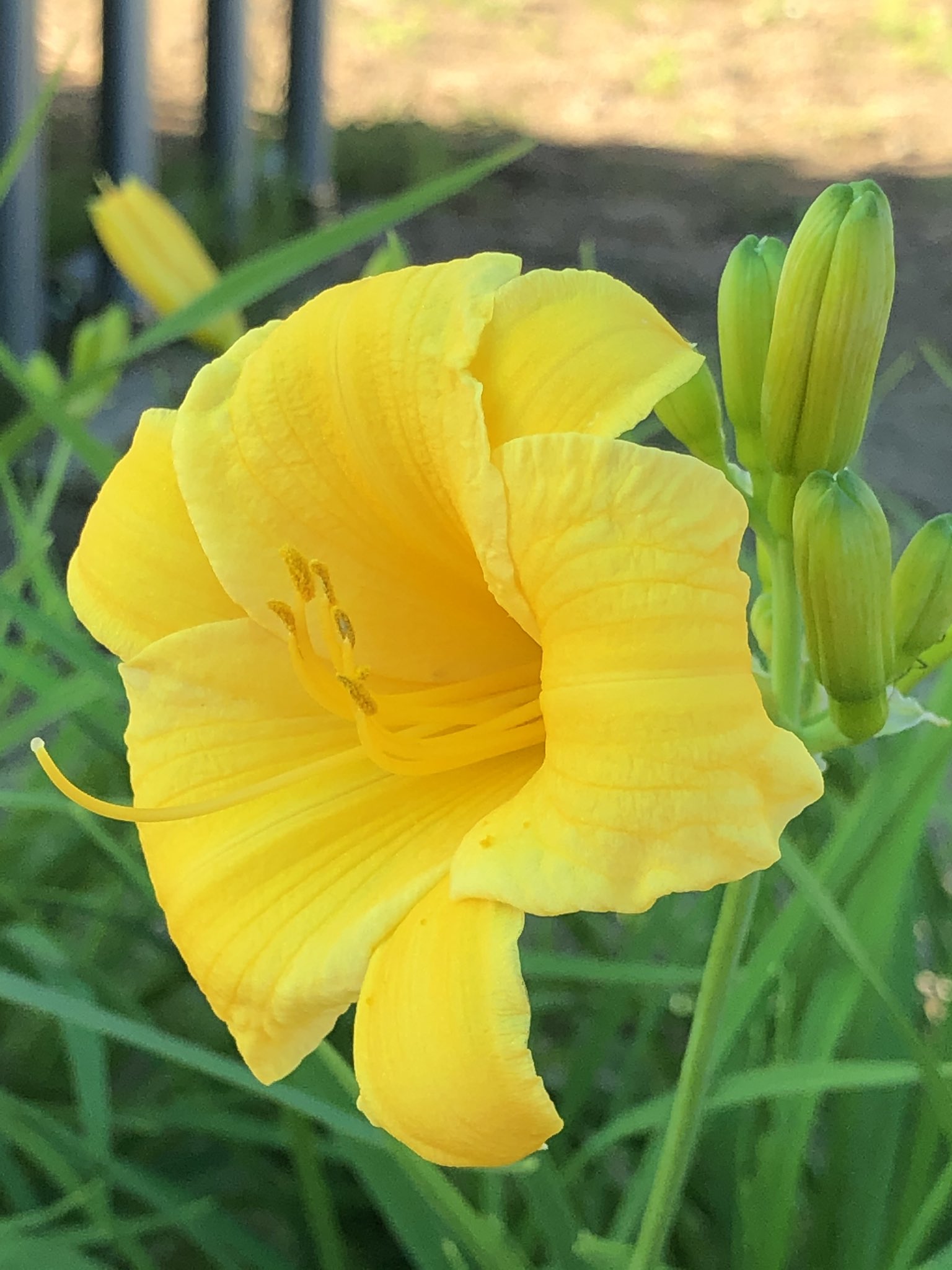 るみるみ 四季の草花 ヒメキスゲ ユリ科 ワスレグサ属 キスゲ属 ミヤコグサ 別名エボシグサ マメ科 ミヤコグサ属 花言葉は また逢う日まで ハッとする鮮やかな黄色の花ﾟ 1cmもない花ですが綺麗です 四季の草花 ヒメキスゲ ミヤコグサ