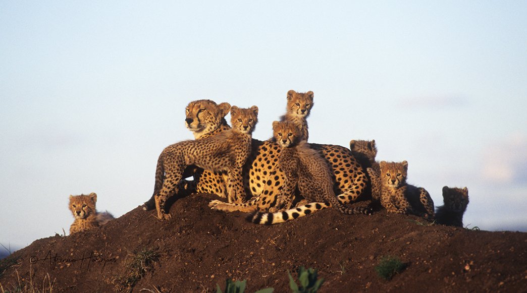 Cheetah Family #cheetahwithcubs #cheetahfamily #motherandcub #africanpredators #africancats #bigcatsofafrica #safariinmara #pawstrails #yoursafariawaits #wewilltravelagain #seeyousoon #safari #adventure #TheMagicAwaits #savetourism #MagicalKenya #africanhorizonstravel