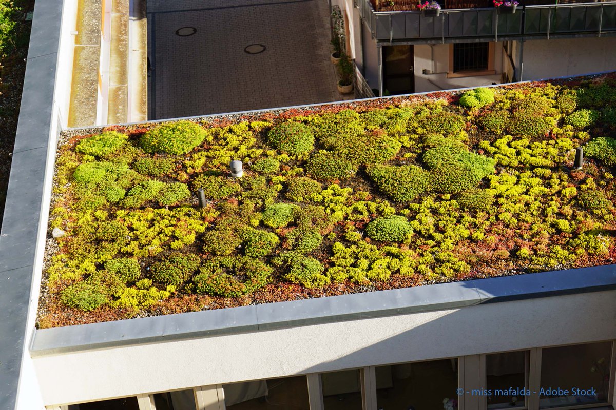 ein begrüntes Dach von oben gesehen