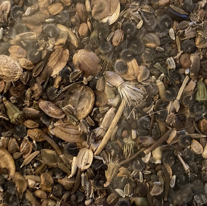 Next years wildflowers have arrived!
Plant four seeds, in a row, 
one for the rook, one for the crow, 
one to wither and one to grow.
#emorsgate