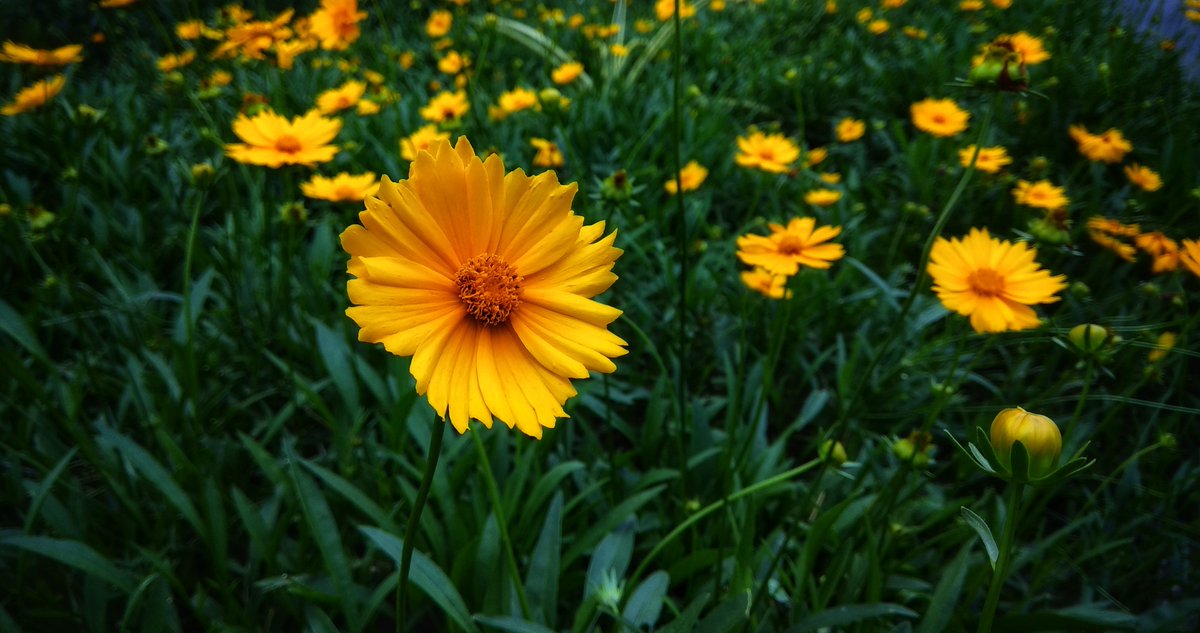 KoothrapalliRaj's tweet photo. 🌻 https://t.co/3KoAnRU0Eu