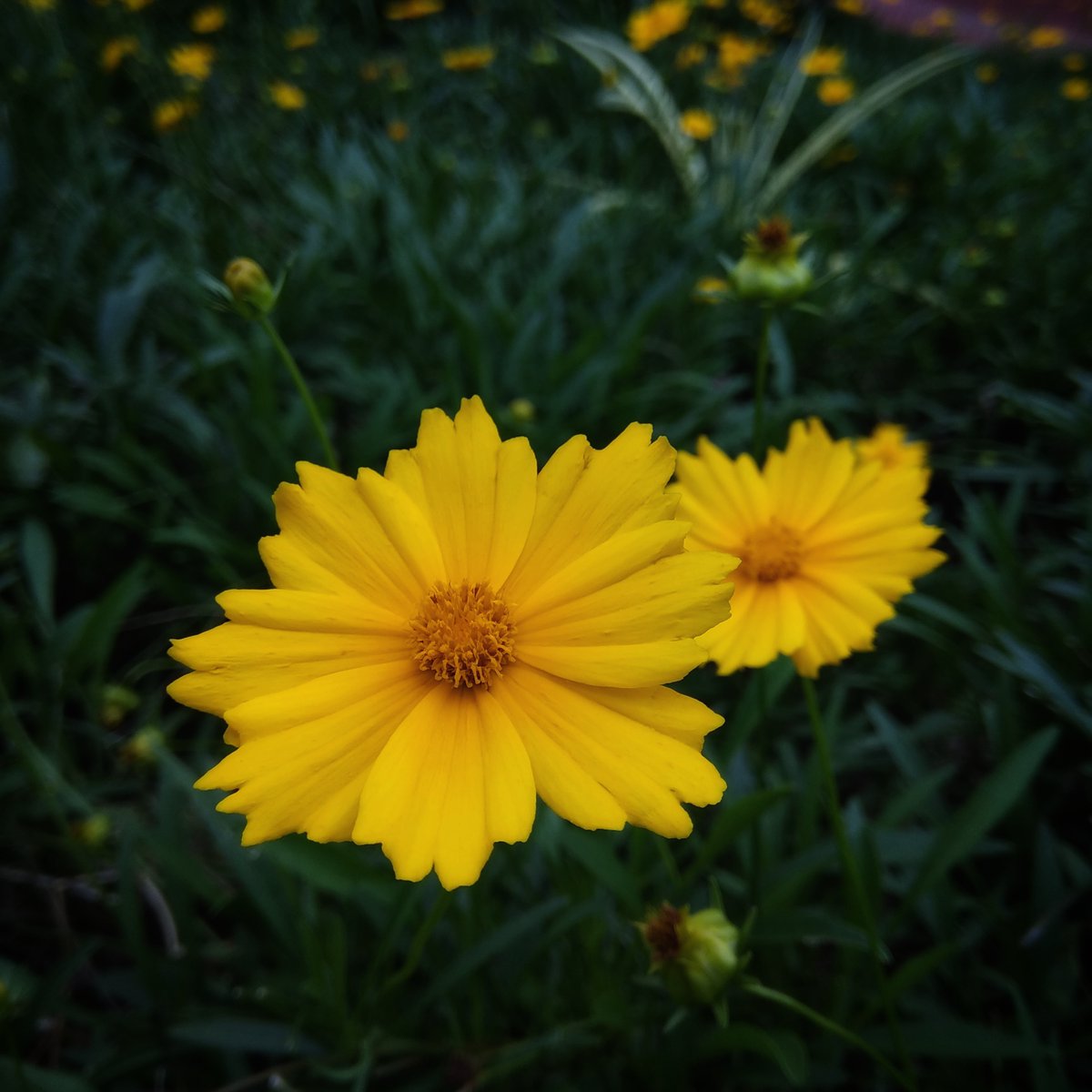 KoothrapalliRaj's tweet photo. 🌻 https://t.co/3KoAnRU0Eu