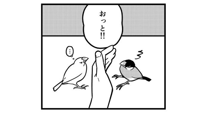 危険な距離感#一コマ文鳥 #文鳥 