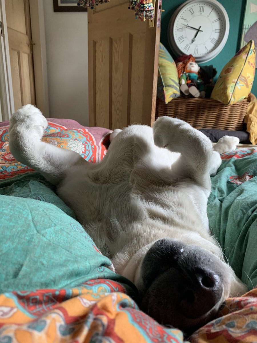 yellow_lab's tweet photo. @MrAndrewCotter Tarquin is an avid follower. He can hardly contain his excitement waiting for the next update https://t.co/5i8PQsL7XH