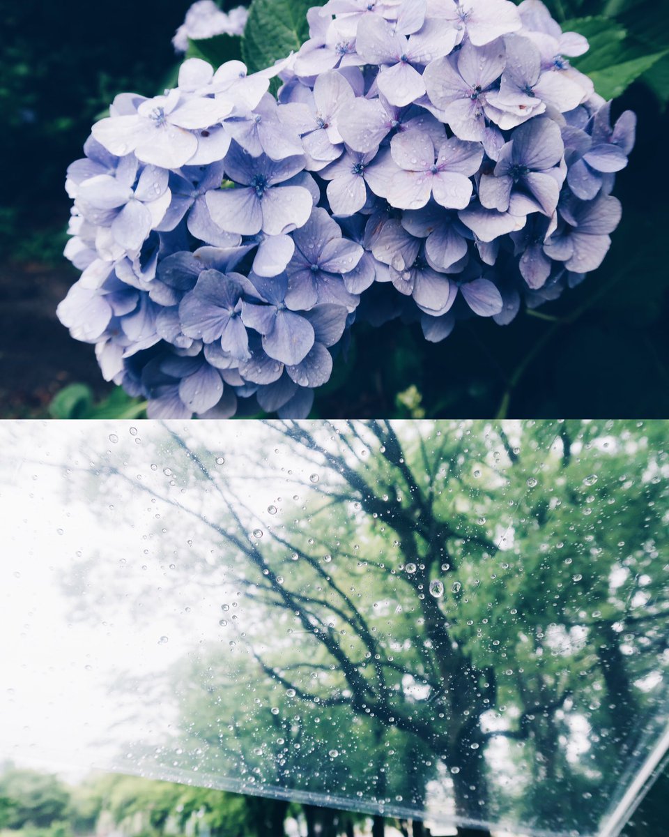 「紫陽花大好きなので毎年紫陽花がある公園に見に行ってたんだけど今年行けず?7月か…」|那多ここね🧸ドラマ4/14〜のイラスト