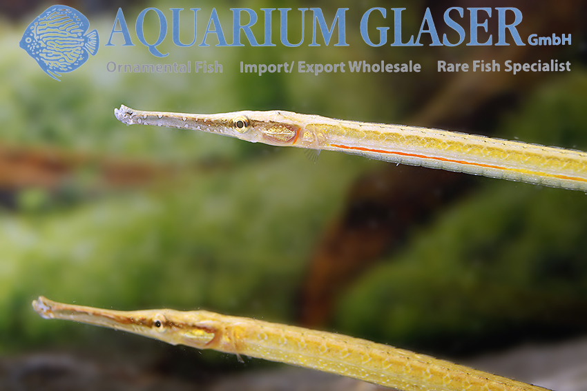 aquariumglaser's tweet photo. #microphis #brachyurus #sumatra
find more details and pics @ https://t.co/kgExUnuDLM https://t.co/K5KGcEFNuo