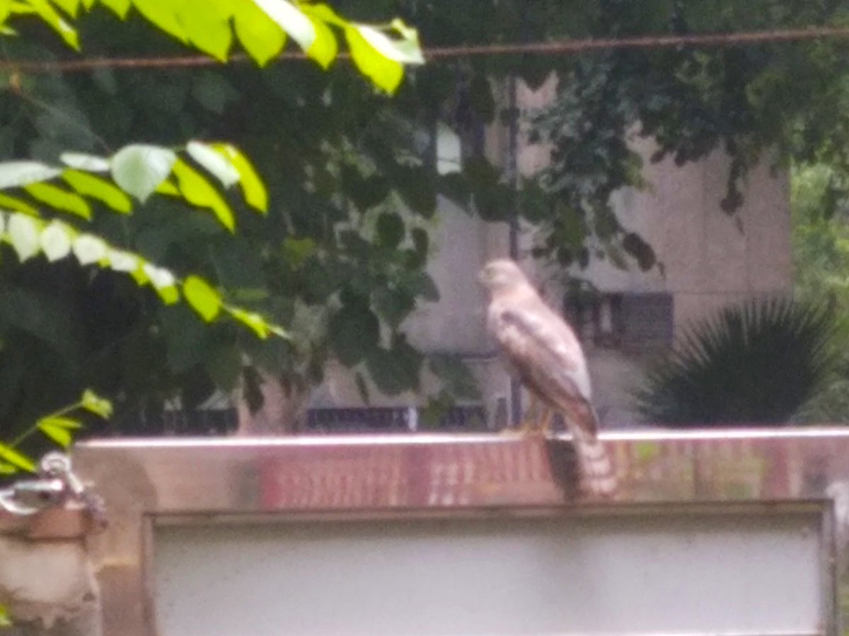nirupamakotru's tweet photo. "Good morning. Do you have a tasty morsel for me?An egg yolk perhaps?You do know I eat mice, right?I ate the mouse you released last week into the park from your mouse trap.I am a good boy,I eat everything.I keep your surroundings clean." #PariahKite at my doorstep this morning😍 https://t.co/Q08aaj8czt