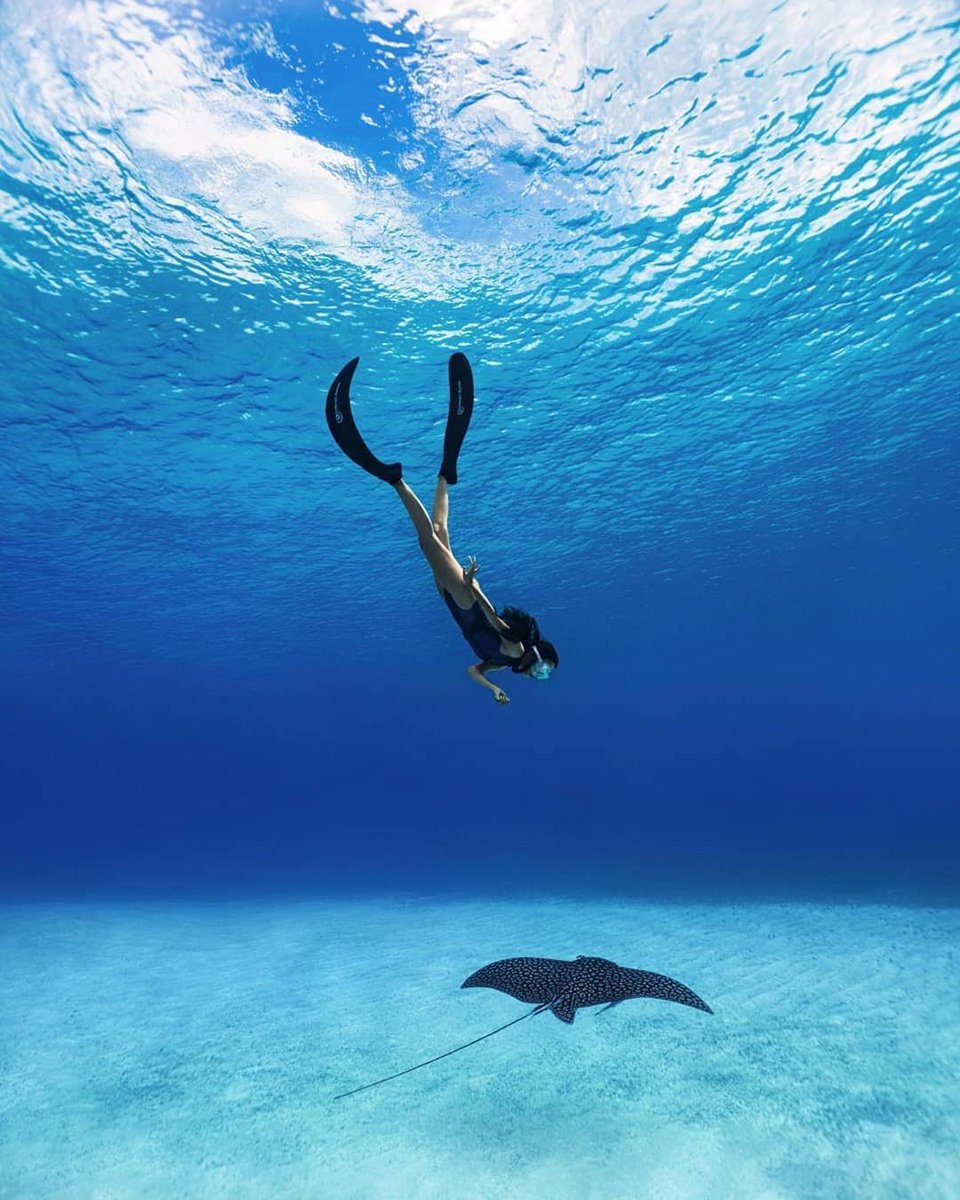Eagle Ray. instagram.com/p/CCFgJnmJ_Wr/ #eagleray #mexishoots #divingphoto #divinglife #bg_underwater #angelsofthesea #deeperbluephoto #bluuespace #divers24mag #divespirit #discoverocean #freediverlife #freedivingart #phototripmexico #mexicoestrella #cozumel