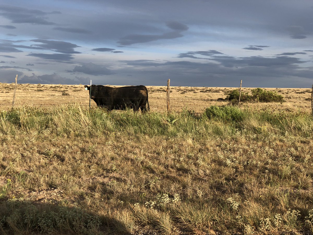 I don’t think I’ve had this much adrenaline pumping through me since my road trip across Africa. Things started out innocent. The last 32 miles before the road ended, and turned into a loose gravel road descending into pinto canyon, were lovely.