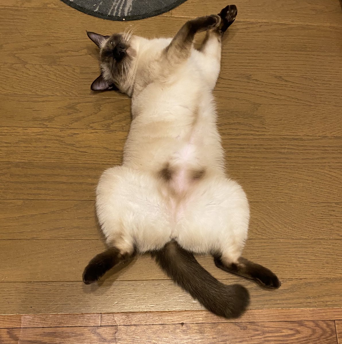 Oa1Un's tweet photo. #これ見た人は子猫が成長した画像貼れ

ノミだらけで栄養失調でしたが
美しく育ちました（親バカ）

仰向けで寝るのが好きっ https://t.co/QqX254A8Qj