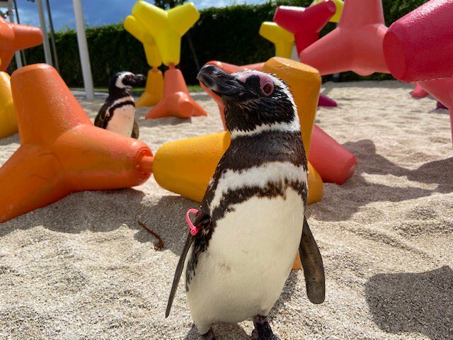 大分マリーンパレス水族館 うみたまご 本日スタート あそびーち ペンギンのお散歩タイム 10 10 12 00 動物の体調により予告なく変更 中止となる場合があります T Co Upg1fyc4nx Oita 大分 別府 おんせん県 大分マリーンパレス