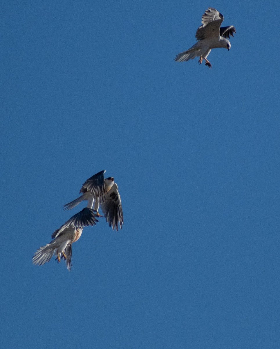 Saw an amazing sight yesterday. A white-tailed kite passed a rat to her fledglings mid-air. Here are the action shots... The chicks saw her catch the rat and are excitedly following her... 1/ #birds  #BirdTwitter  #kite