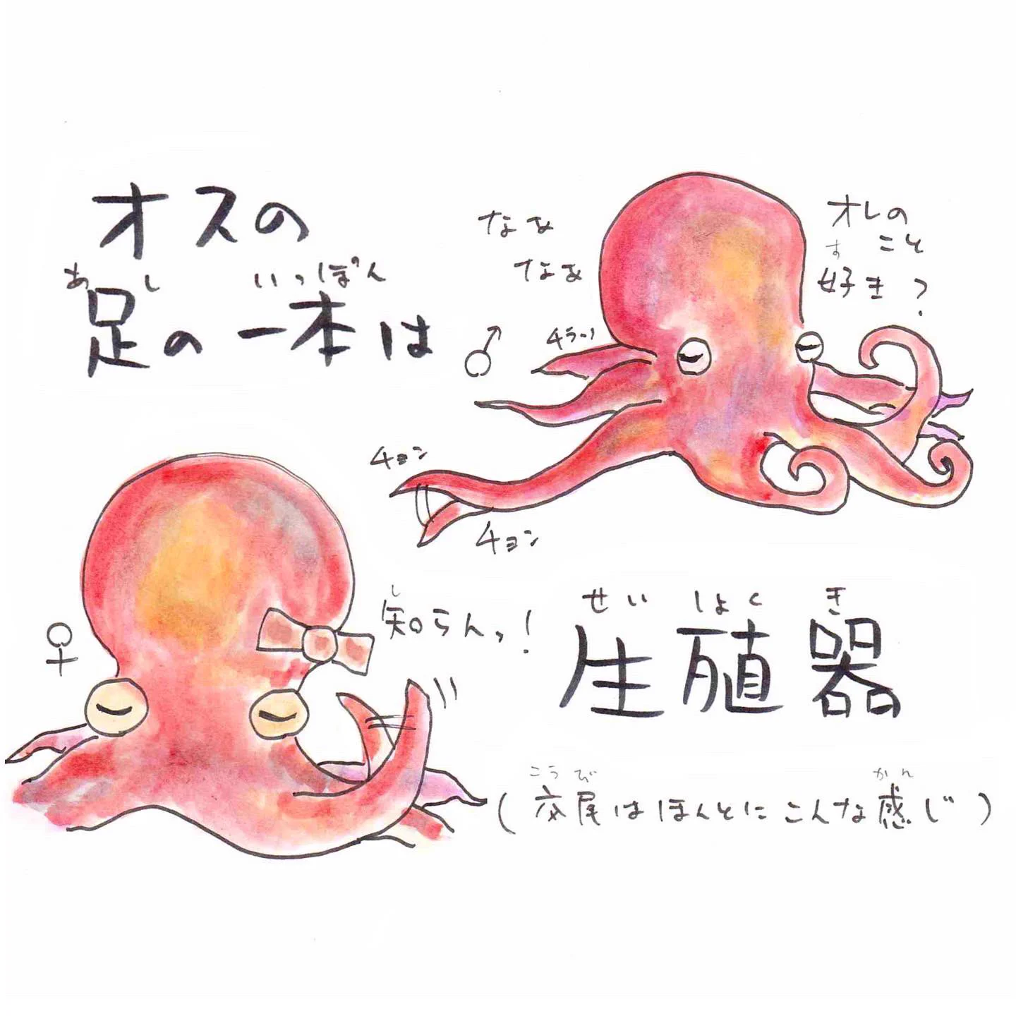 さかなのおにいさん かわちゃん on X: 