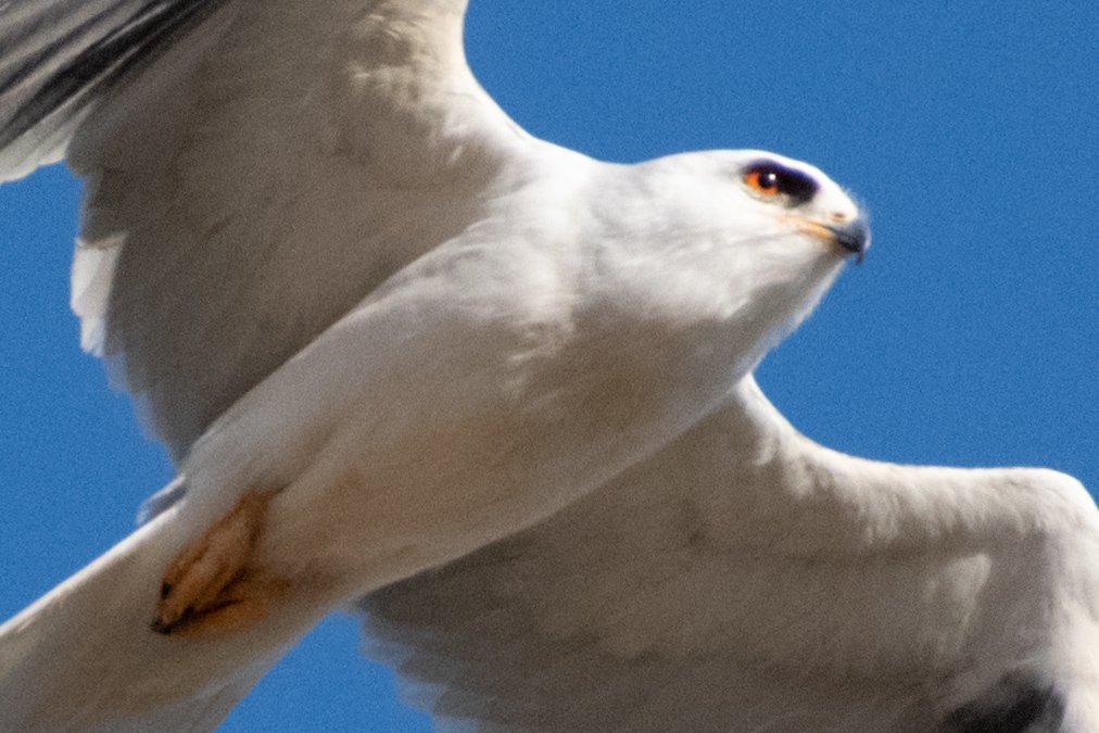 Exasperated mama kite... /6