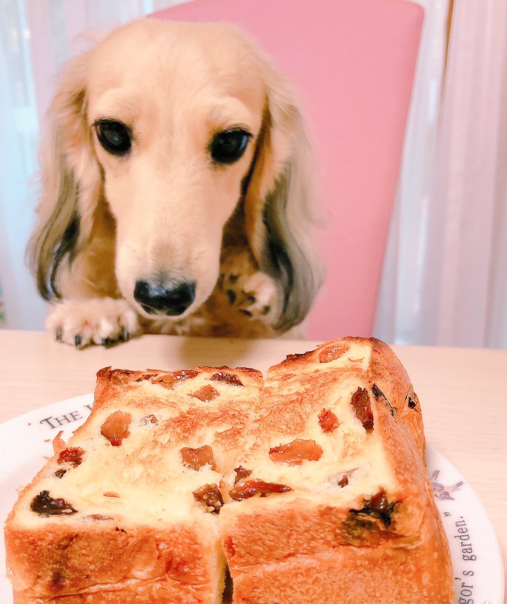 食べ物 犬 ダメ な