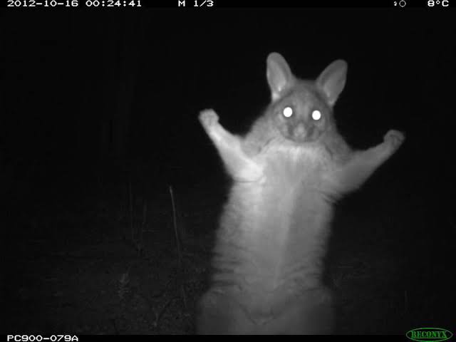 delanightmares's tweet photo. @1NewsNZ @JohnJCampbell @toddmullerBoP So Todd, what's your plan for opening up the boarders?...
Todd Muller.. https://t.co/IggV84077e