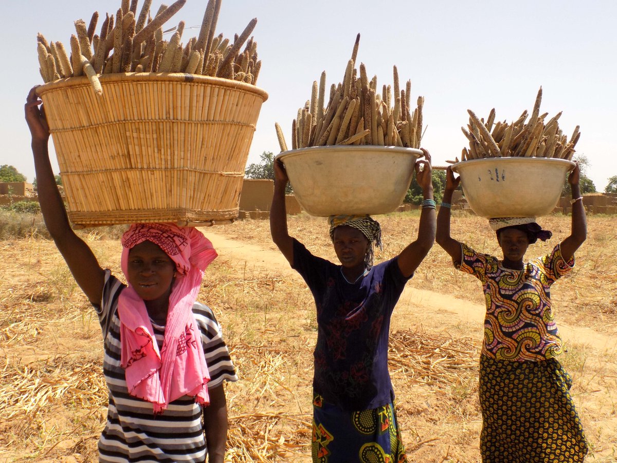ICRISAT's tweet photo. Emergency relief must provide high-quality #seed for future harvests, not just food to be consumed now, say @OjiewoC and @Rohitpillandi in this @wef article. Click here to read: https://t.co/pUOXP6jxiR
#COVID19 @AvisaProject @IcrisatW @ICRISATESA https://t.co/Q2wANIgodv