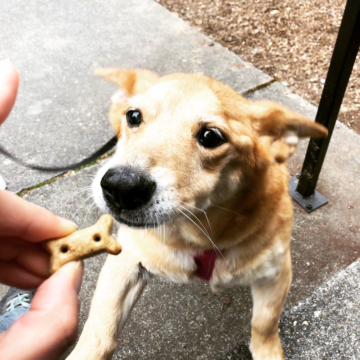 DoWhatYouLoveMa's tweet photo. #ad My little doggo had to go the emergency hospital recently and now that she’s feeling better, I’m sharing all about how her emergency visit changed our bond and how I’m treating her now! https://t.co/5MWwg0ndFs

@OMHdogsnacks #oldmotherhubbard https://t.co/bAE3xlj0ti