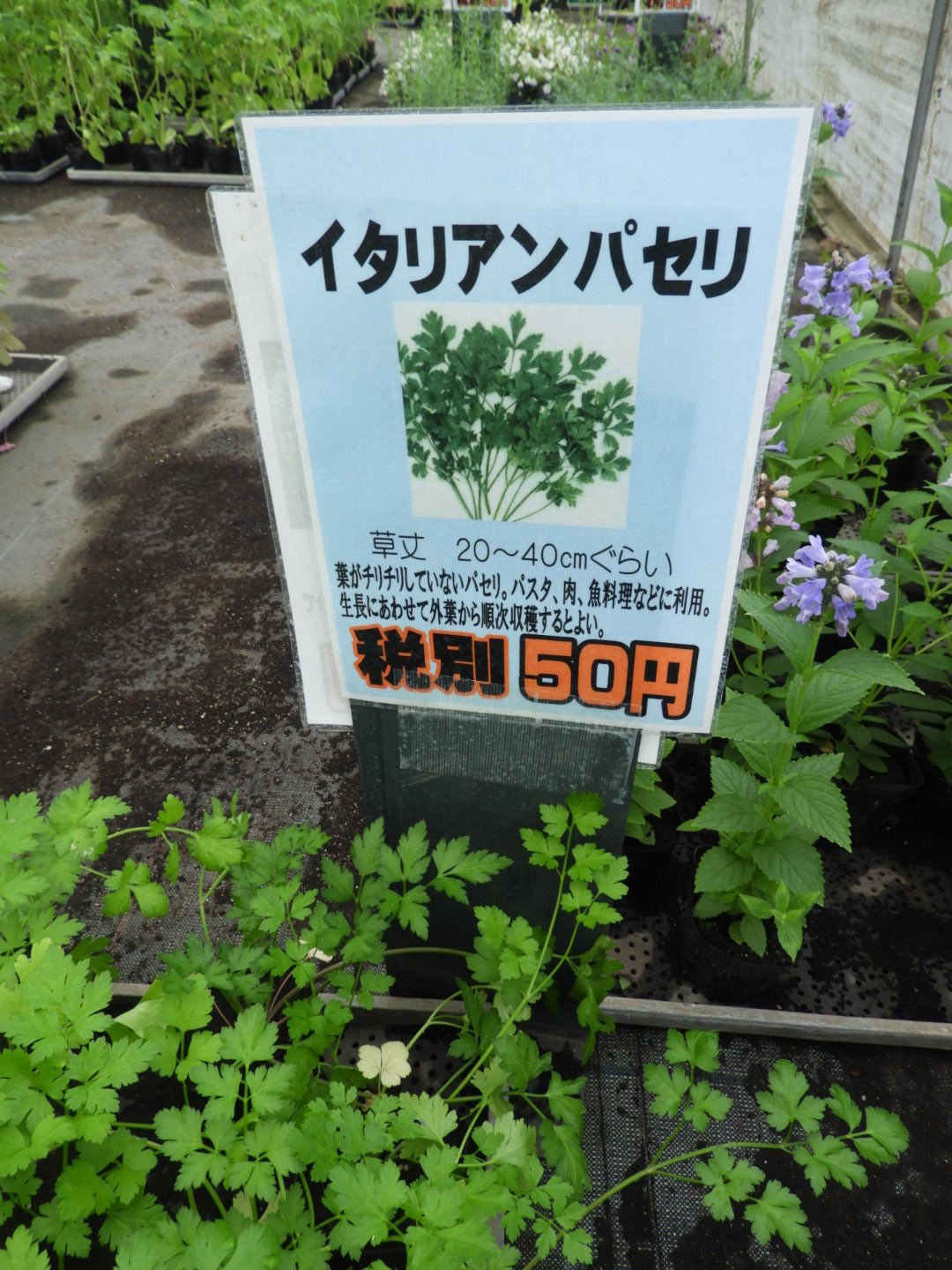 花のまつうら ハーブ苗のイタリアンパセリ いろんな料理につかえます 普通のパセリもまだ販売しています イタリアンパセリ パセリ 花のまつうら T Co Gwsigypaxq Twitter