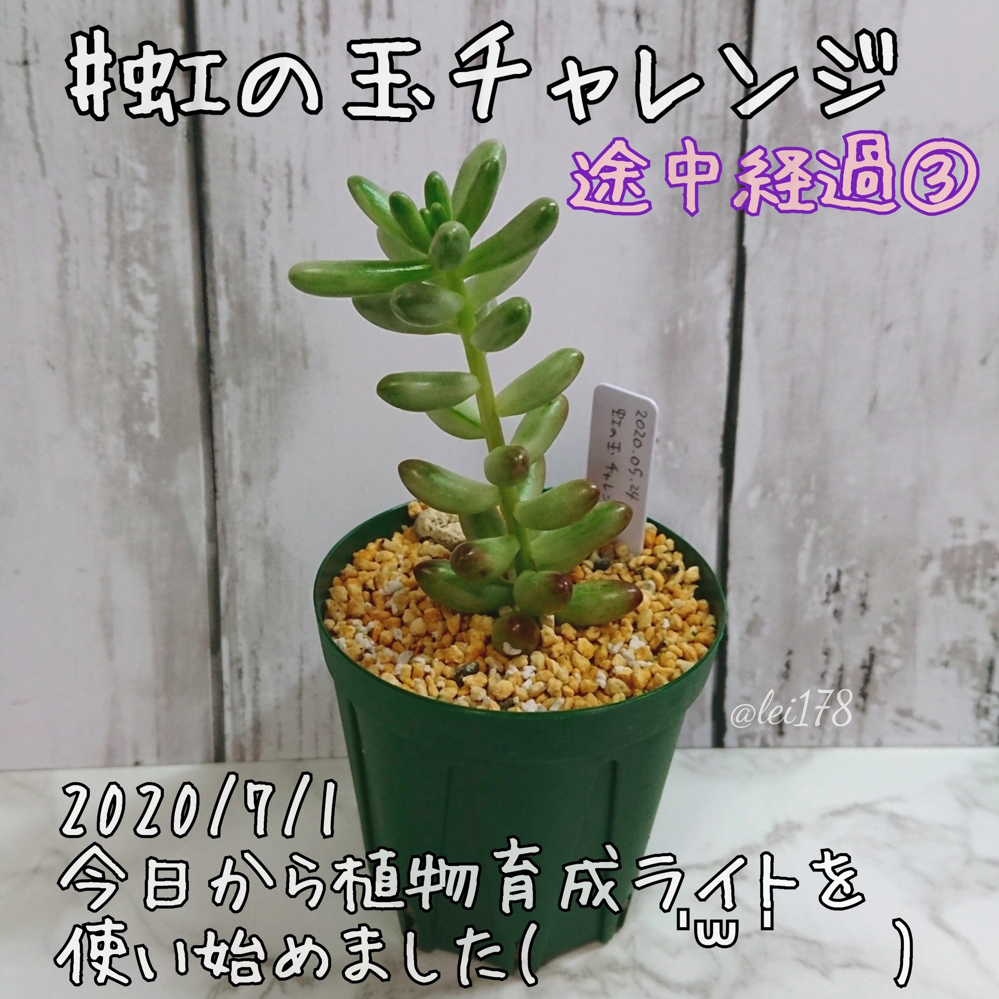 玲にゃん Lei Nyan 虹の玉1本を年末までに どれだけ増やせるか チャレンジ中です 高さ6 5cmなぅ 日照不足で斑入りみたいな 色になってるの 植物育成ライト の効果はいかに 虹の玉 虹の玉チャレンジ いちかわふぁ む 多肉植物 まとめ