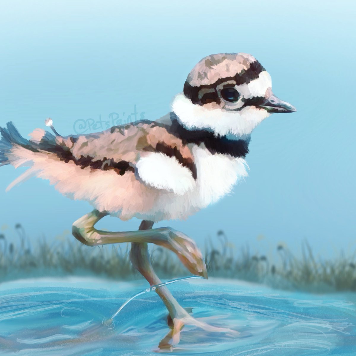 PetsPaints's tweet image. I know its been a while since I posted anything. I finally was able to sit down and do some more practice paintings! &amp;lt;3 I really like how cute this baby Kildeer turned out! #practiceisprogress