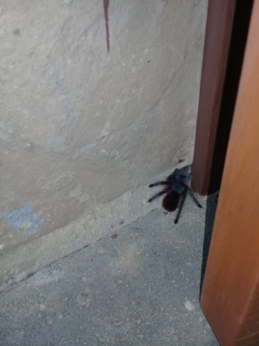 pauucontrerass's tweet photo. Alv siento que la vida me está intentando decir algo. Ayer me calló una araña en la cabeza, hoy me encuentro a esta cosa entrando a mi casa y antes de esto vi a 7 más (de la pequeñitas) en diferentes lugares. Odio las arañas pero no se que me están intentando decir. https://t.co/DkHatRTliP