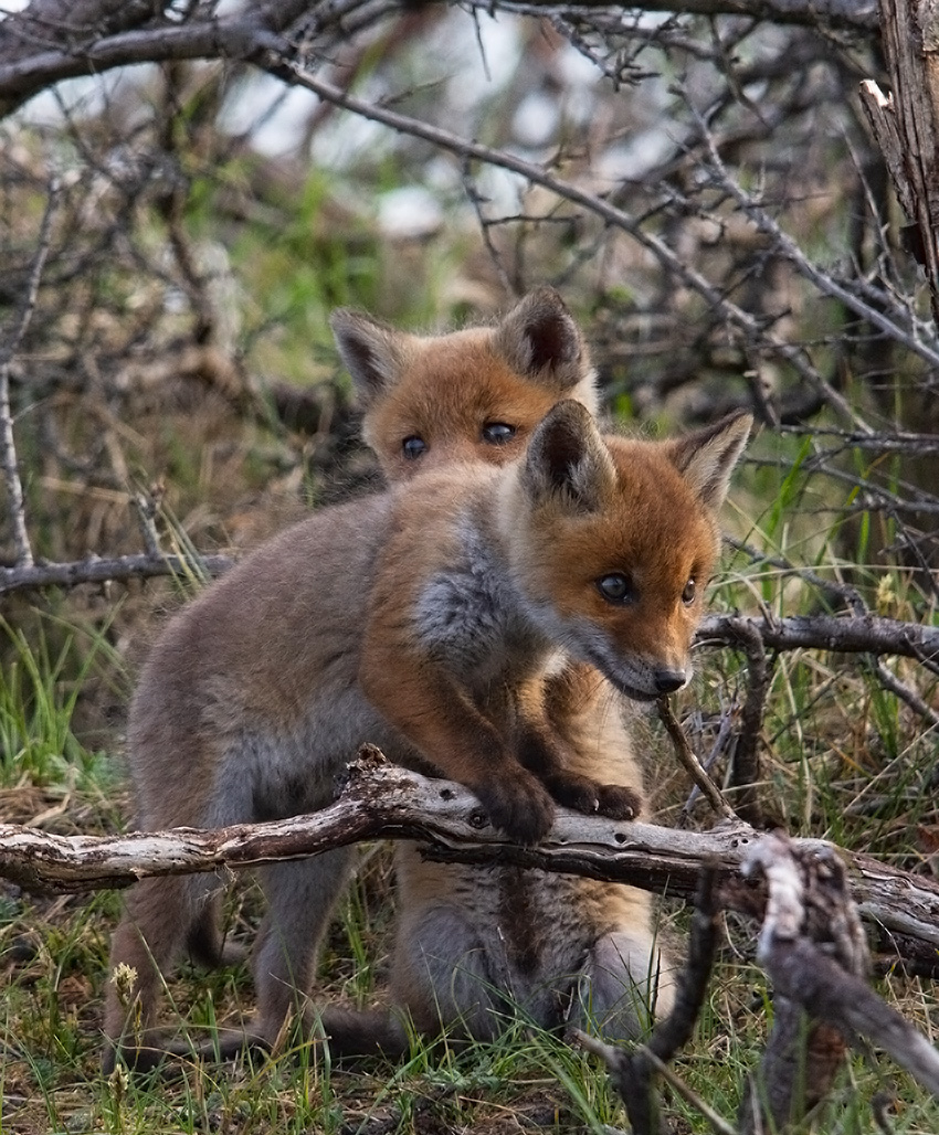 klaas_de_vries's tweet image. Soms heb je een hulpje nodig in het leven..
⁠#canon #sigma #sigma150500⁠
#vulpes #vos #vossen
#cameranu_nl #natuurfotografie_nl #cameraland_nl 
#PartijvdDieren #BnnVara