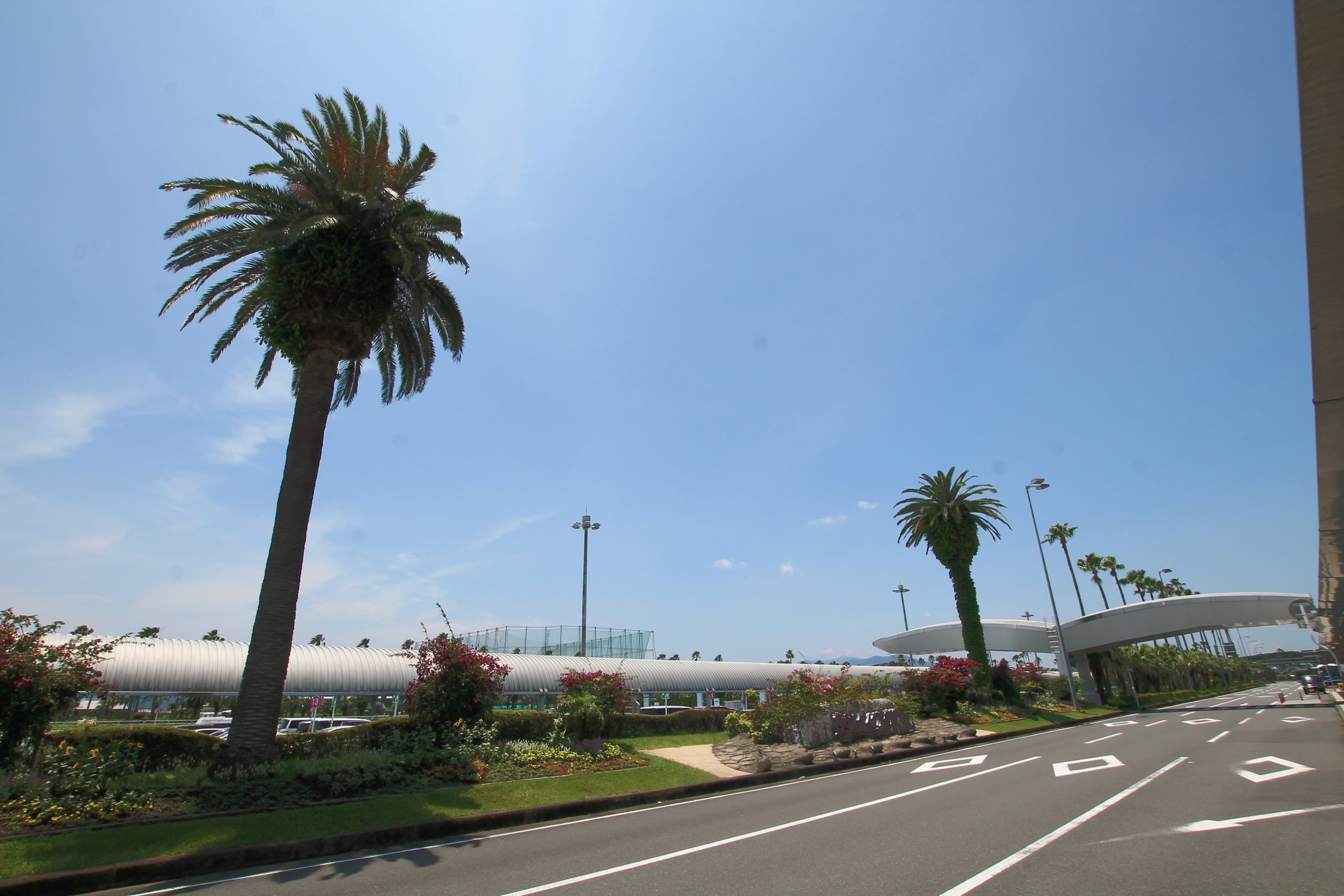 宮崎ブーゲンビリア空港 公式 今日からお花に変わり 宮崎空港 の みどり をご紹介 第1弾はもちろん 宮崎県 の 県 の木 である フェニックス 宮崎空港の正面出入口を出て正面に生えている2本の木がフェニックスです 病害虫に強く寿命が長い