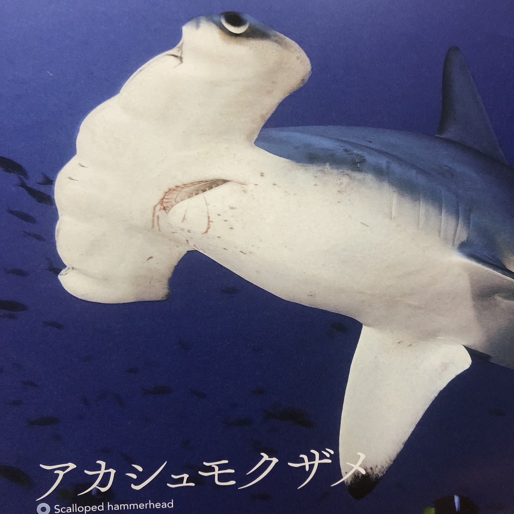 秋田猫 美しき捕食者 サメ図鑑 監修 田中彰 サメ界最強のアタッカー ホホジロザメ どうやって浮力を得ているのか メガマウス 海のゴミ箱 イタチザメ 全てのサメの中で最も危険 ヨゴレ 夜は仲間と一緒に大暴れ ネムリブカ 刺身でも シロザメ 生きた化石