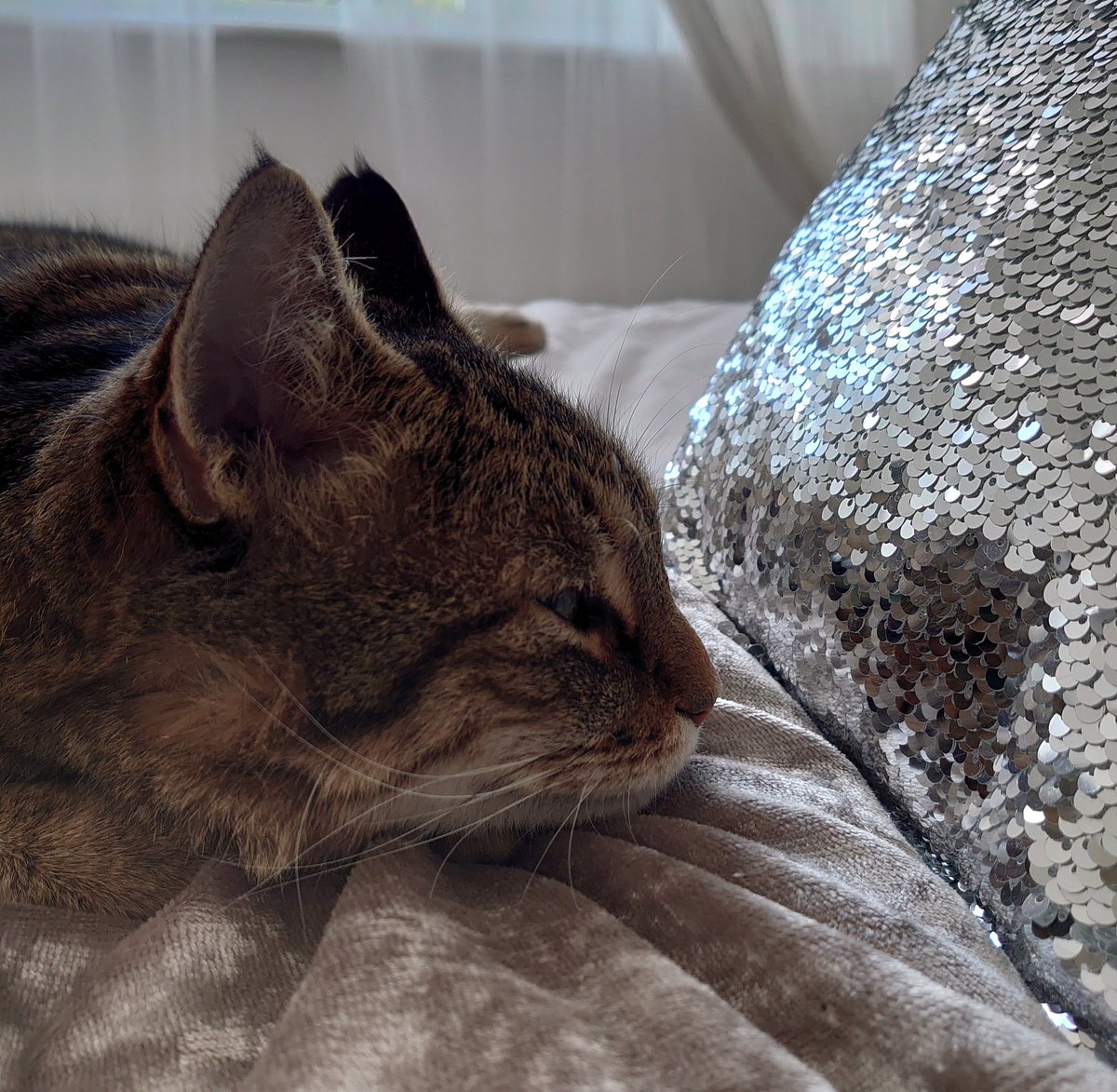 "Mirror mirror on the bed, who is the fairest one of all?" before I got the answer hooman informs me it's a cushion... But did say I was bootiful #CatsOfTwitter #cats #CatsOnTwitter #catslife #catlovers #whiskerswednesday #pets