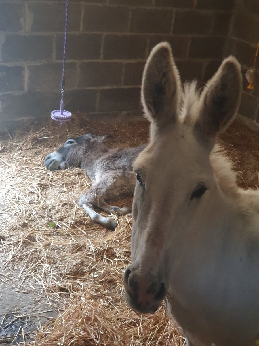 SamA_Chicks's tweet photo. @FeatherandF Too early a morning for the young one https://t.co/26swgjgbWM