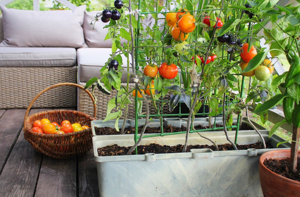 Gardening is the perfect stay-at-home activity during #lockdown. And if your green fingers can produce vegetables and fruit – in addition to flowers – it’s an excellent way to keep yourself fed too! Find out more on Sarah’s Style &amp; Décor #blog buff.ly/2VvnNLH #growyourown
