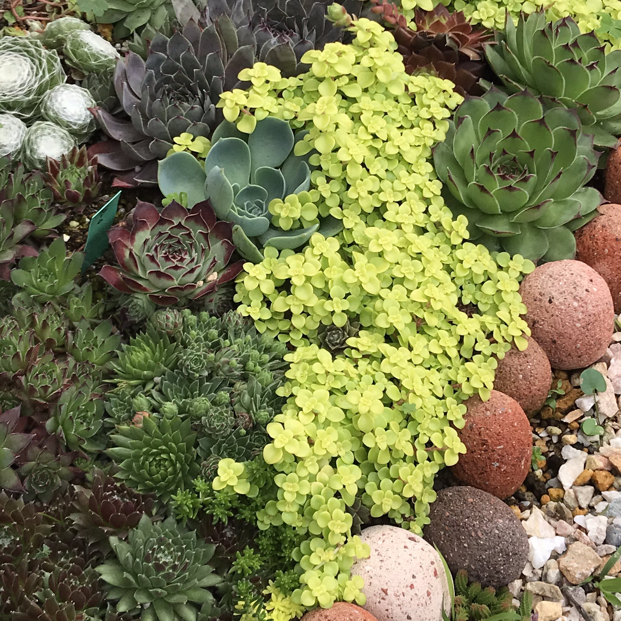 تويتر Ta29 Kitchen S S على تويتر 雨が降る度 セダムの勢いが増す 地植えセンペルが埋もれて しまいそう 多肉植物 センペルビウム 地植え多肉植物 地植え セダム T Co Vgk3w0nhrh